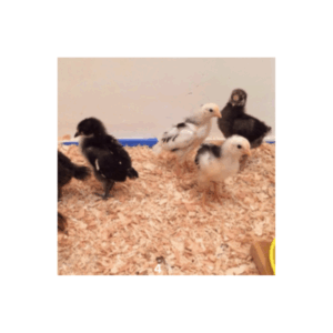 2-week-old chicks in Kenya