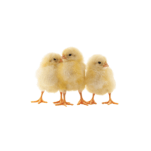 3-day-old chicks in Kenya