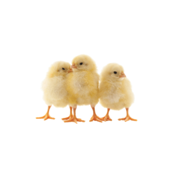 3-day-old chicks in Kenya