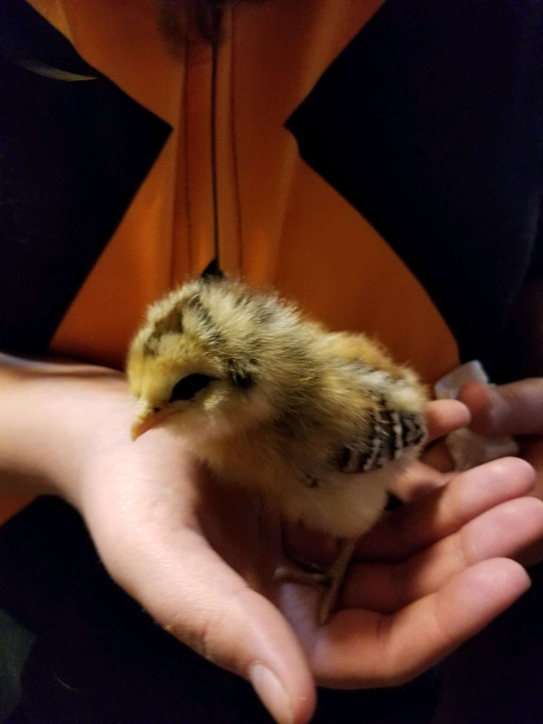 3 Day Old chicks