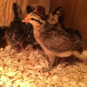 2 Weeks Old Chicks
