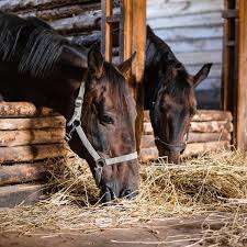 Barn & Stable Supplies