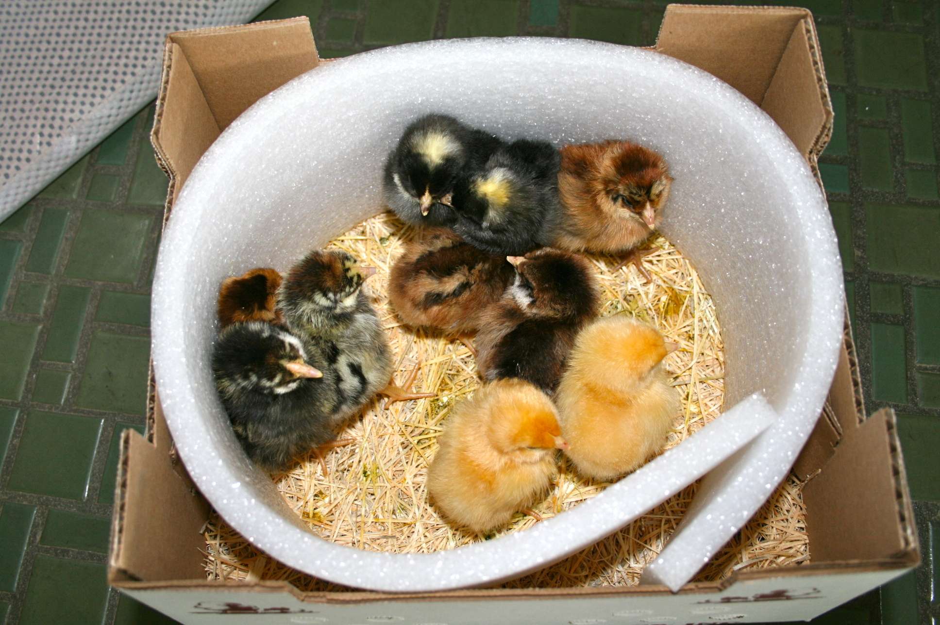 1 Week Old Chicks