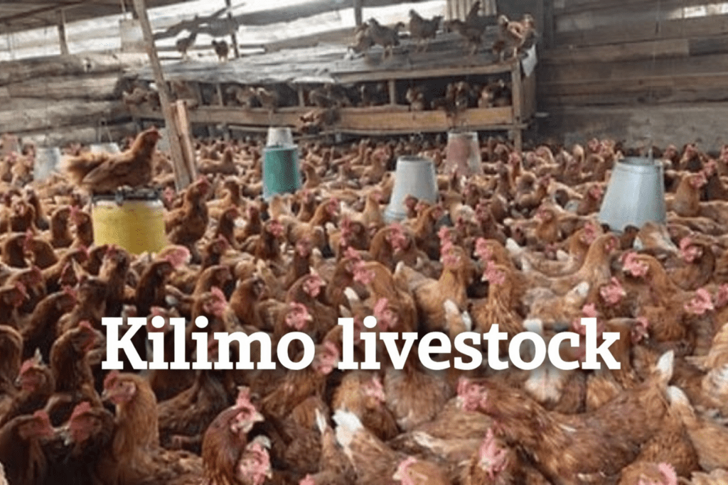 Poultry Farming In Kenya
